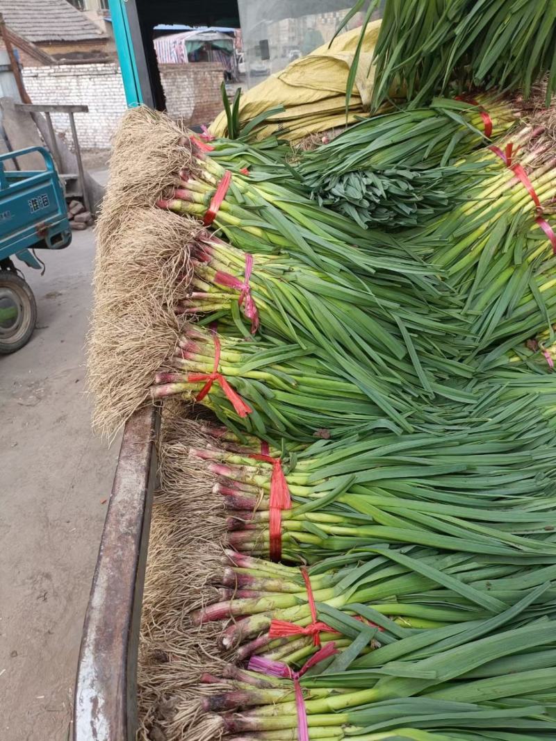红根蒜苗四六瓣蒜苗现货现发微泥量大从优