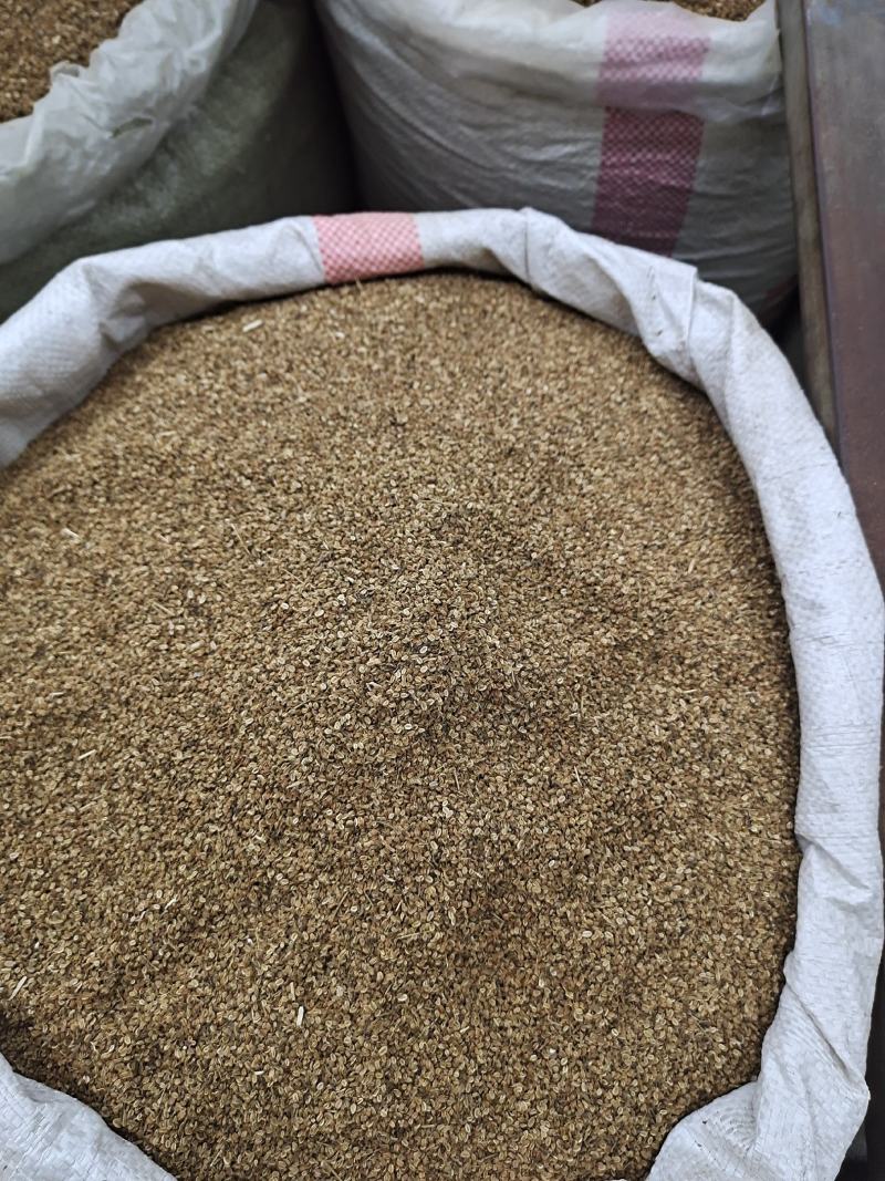 蛇床子净货无添加可供大货量大从优保证质量色好