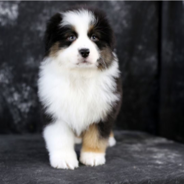 澳牧犬幼崽