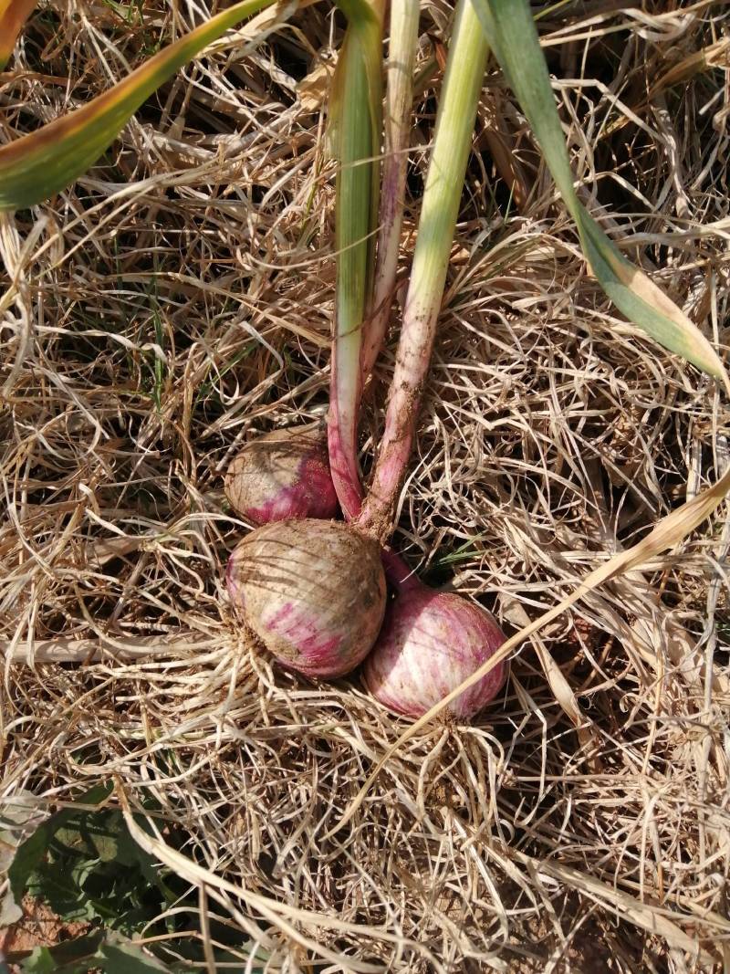独头蒜促销2026年云南大理弥渡独头蒜，新蒜上市
