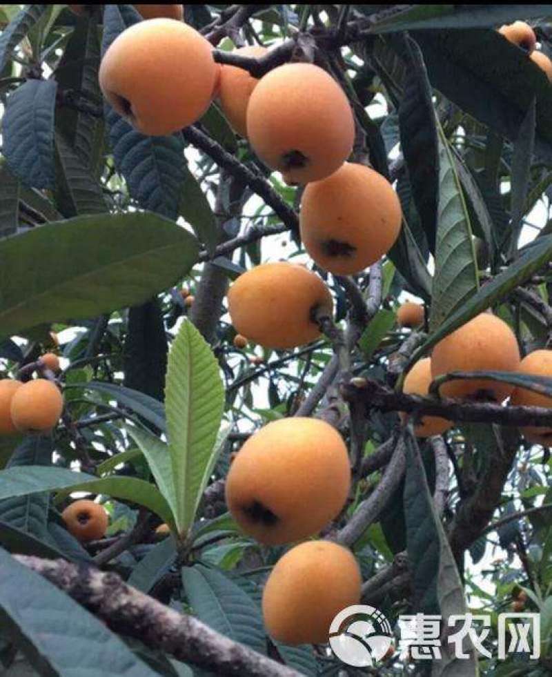 早钟枇杷嫁接袋苗量多价优批发福建漳州