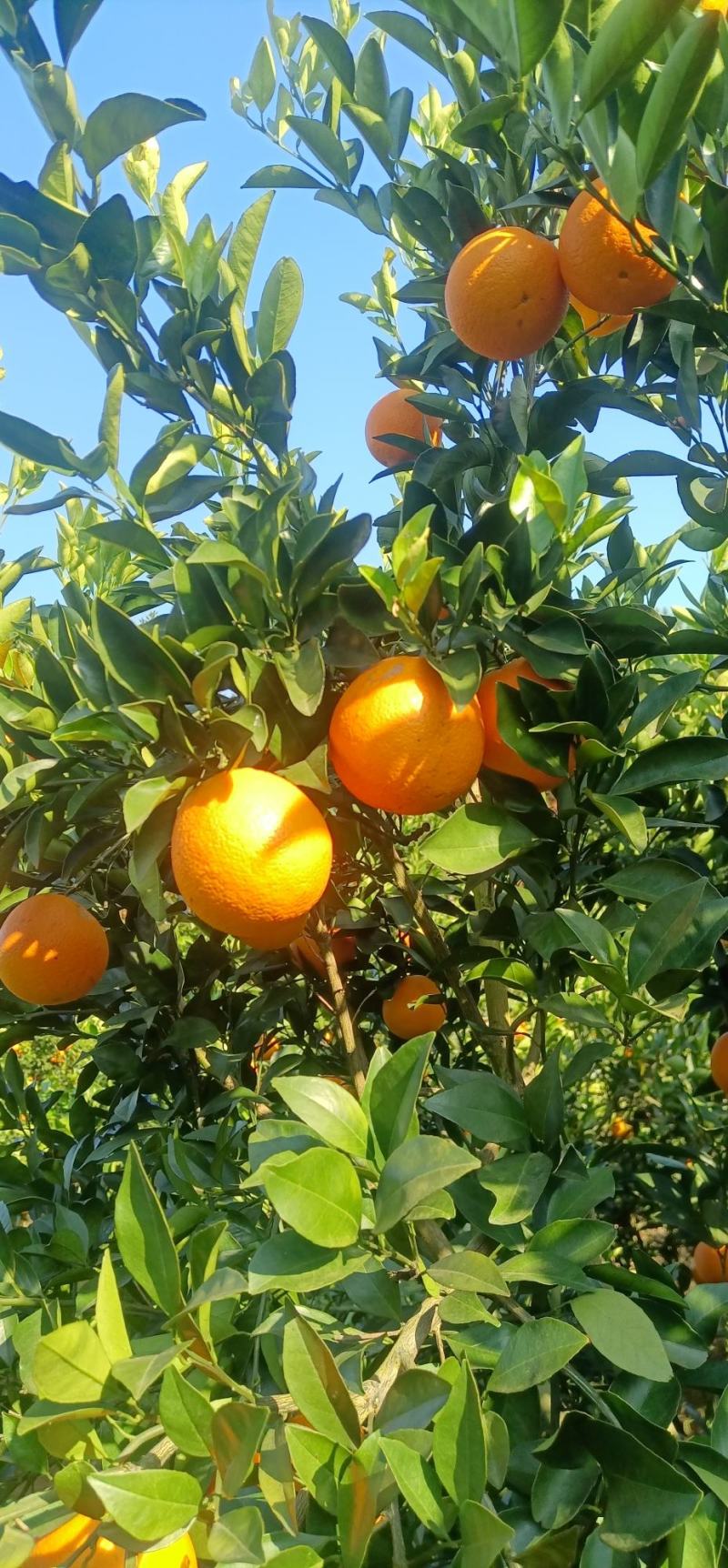 湖南江永优质夏橙产地大量上市，本地夏橙皮薄多汁，口感清甜