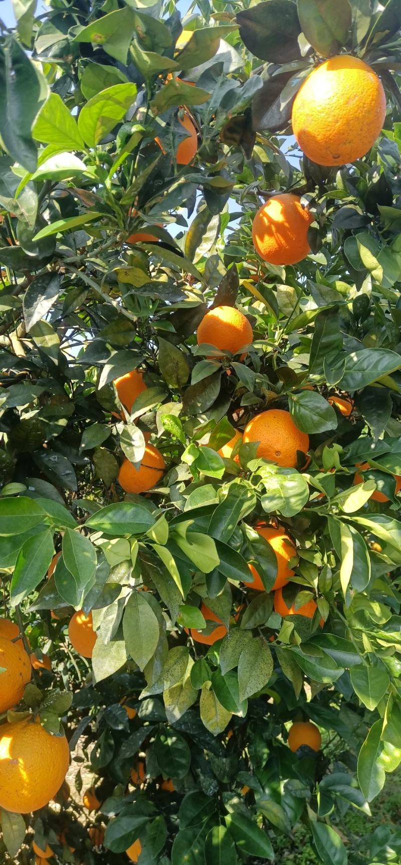 湖南江永优质夏橙产地大量上市，本地夏橙皮薄多汁，口感清甜