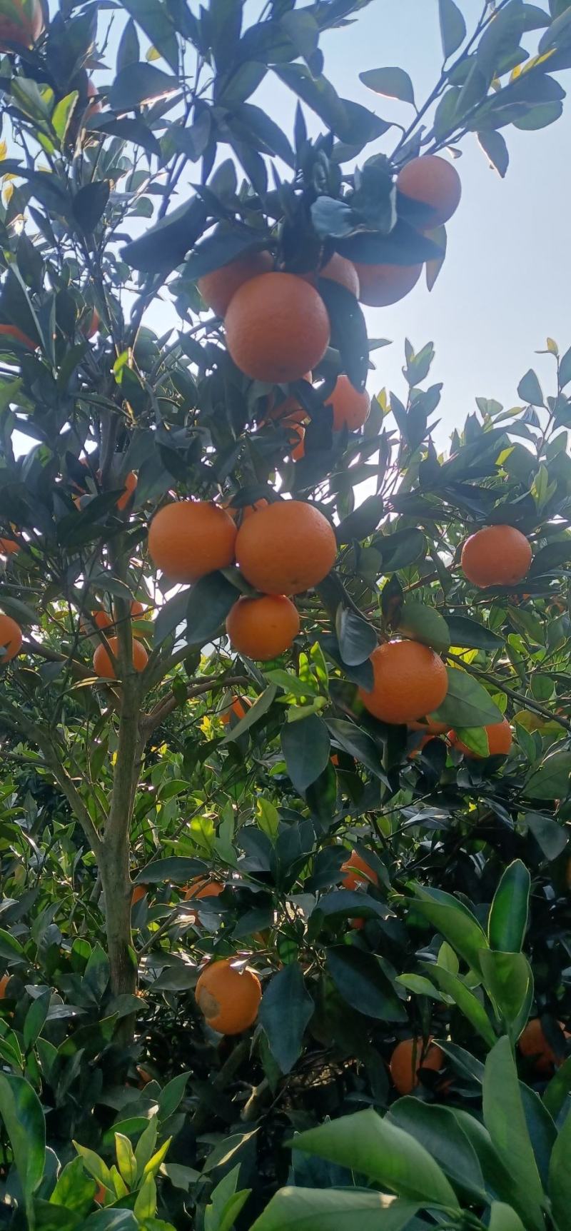 湖南江永优质夏橙产地大量上市，本地夏橙皮薄多汁，口感清甜