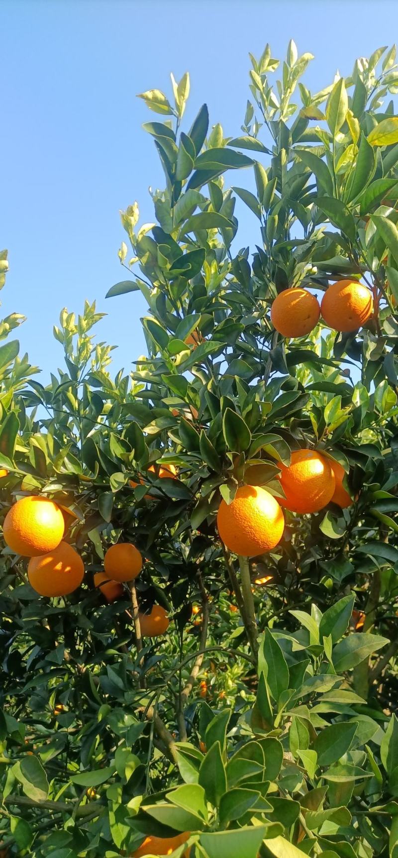 湖南江永优质夏橙产地大量上市，本地夏橙皮薄多汁，口感清甜