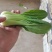 山东油菜省菏泽曹县上海青大量供应中，质量好，欢迎采购