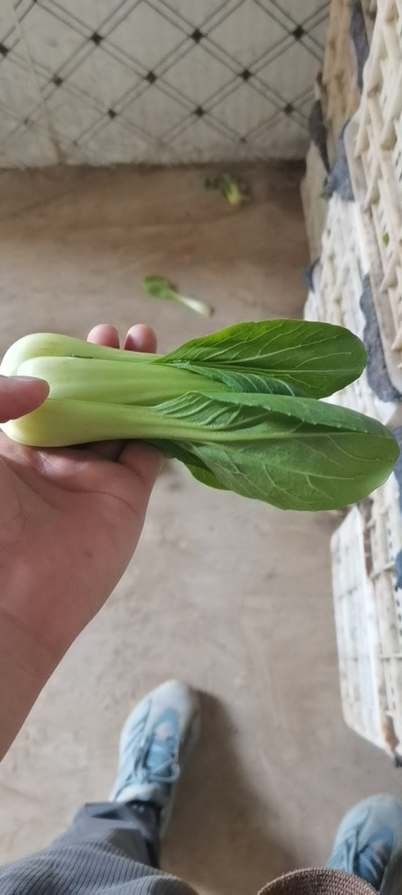 山东油菜省菏泽曹县上海青大量供应中，质量好，欢迎采购