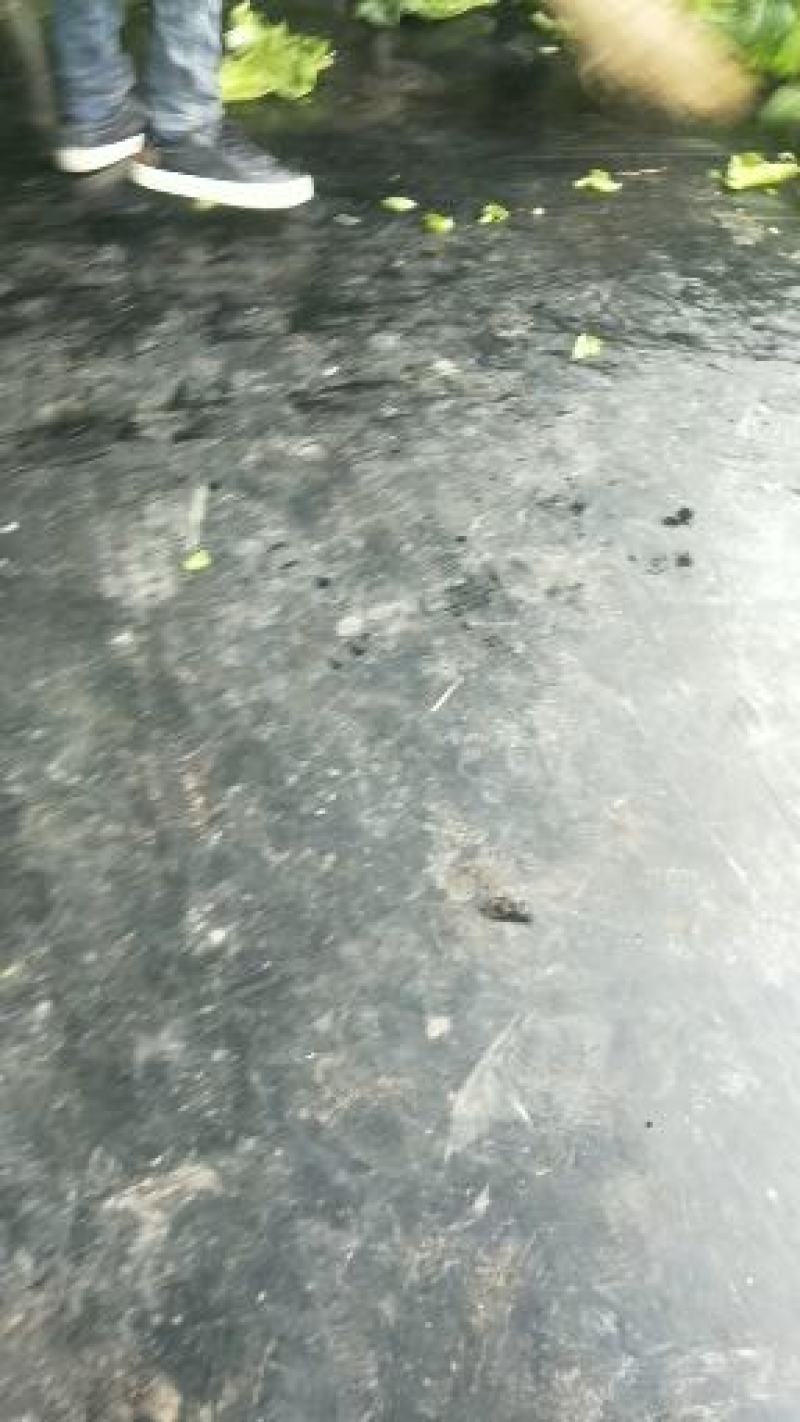 山东省泗水县甘蓝即将大量上市了！品种中甘系列韩国青