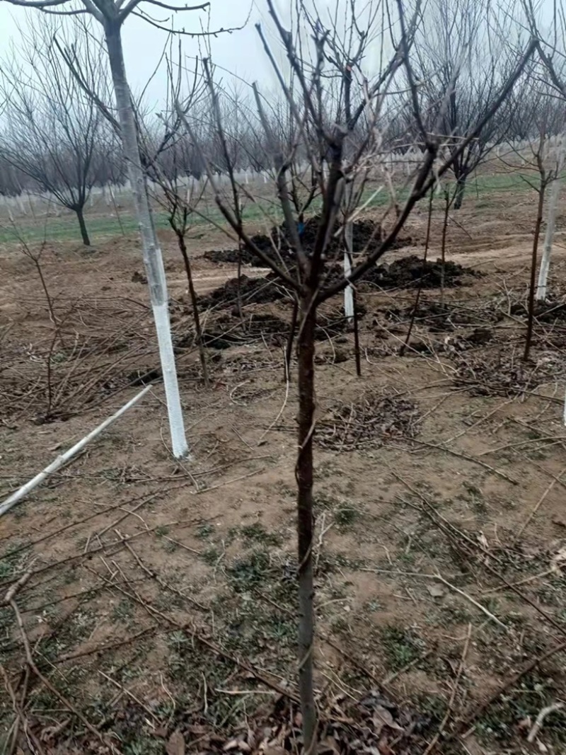 3到4公分晚樱一级树/一般树平原土质