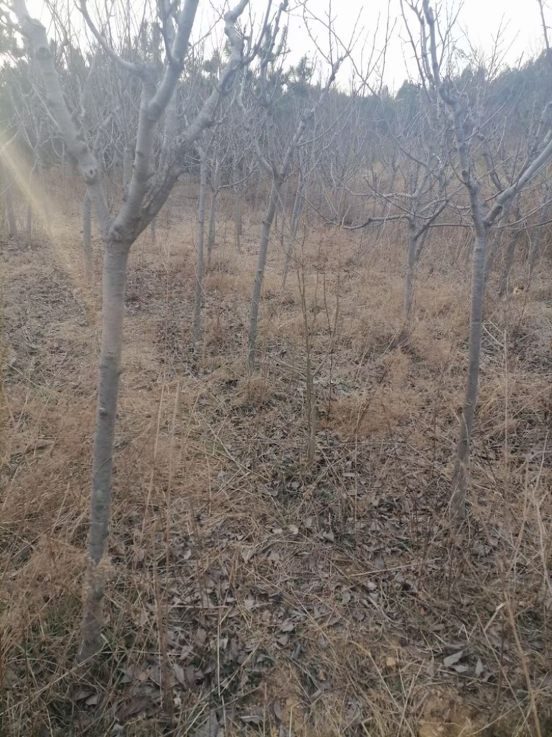 3到4公分晚樱一级树/一般树平原土质