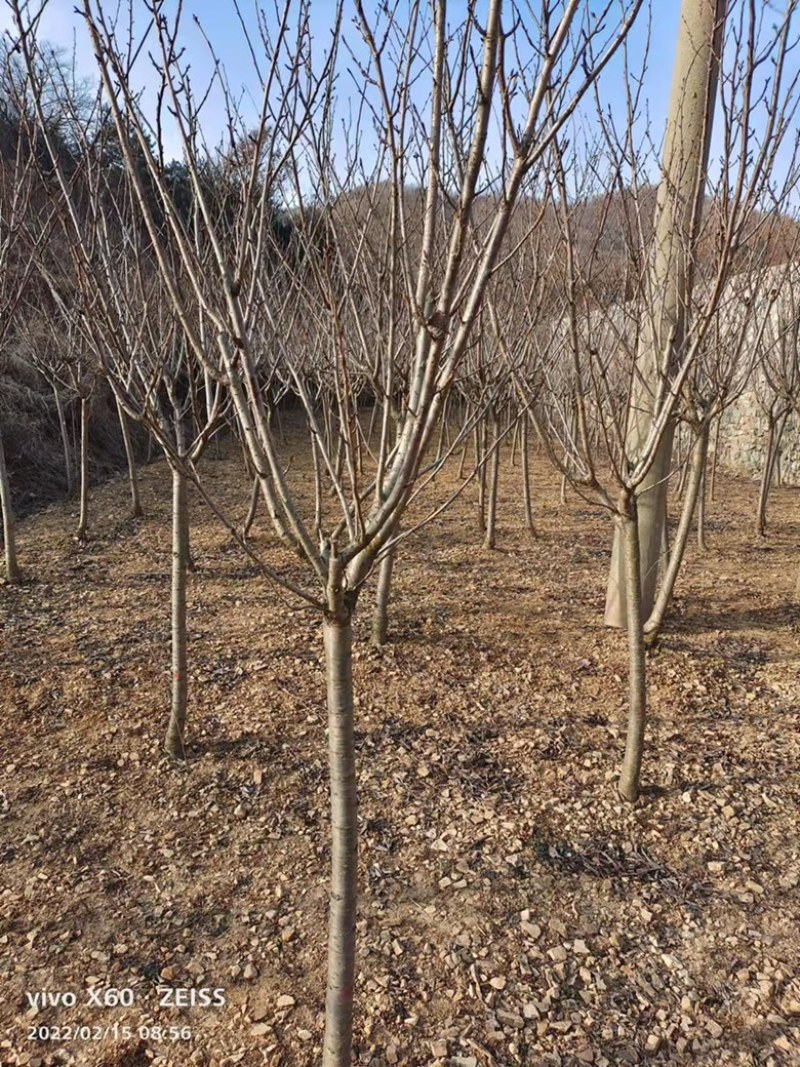 3到4公分晚樱一级树/一般树平原土质