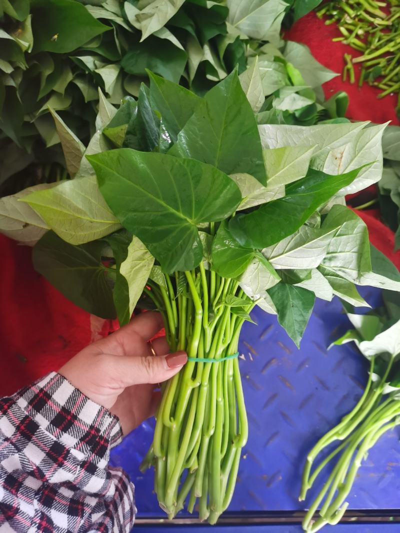 广东省徐闻县精品薯尖