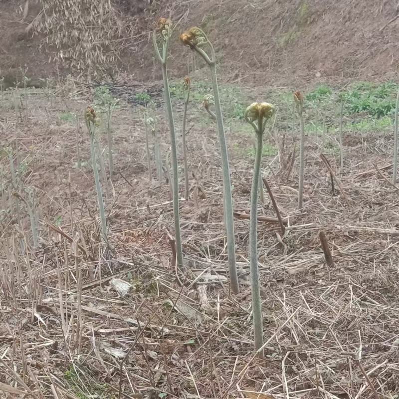 蕨菜干大量供应鲜货干货大量供应。
