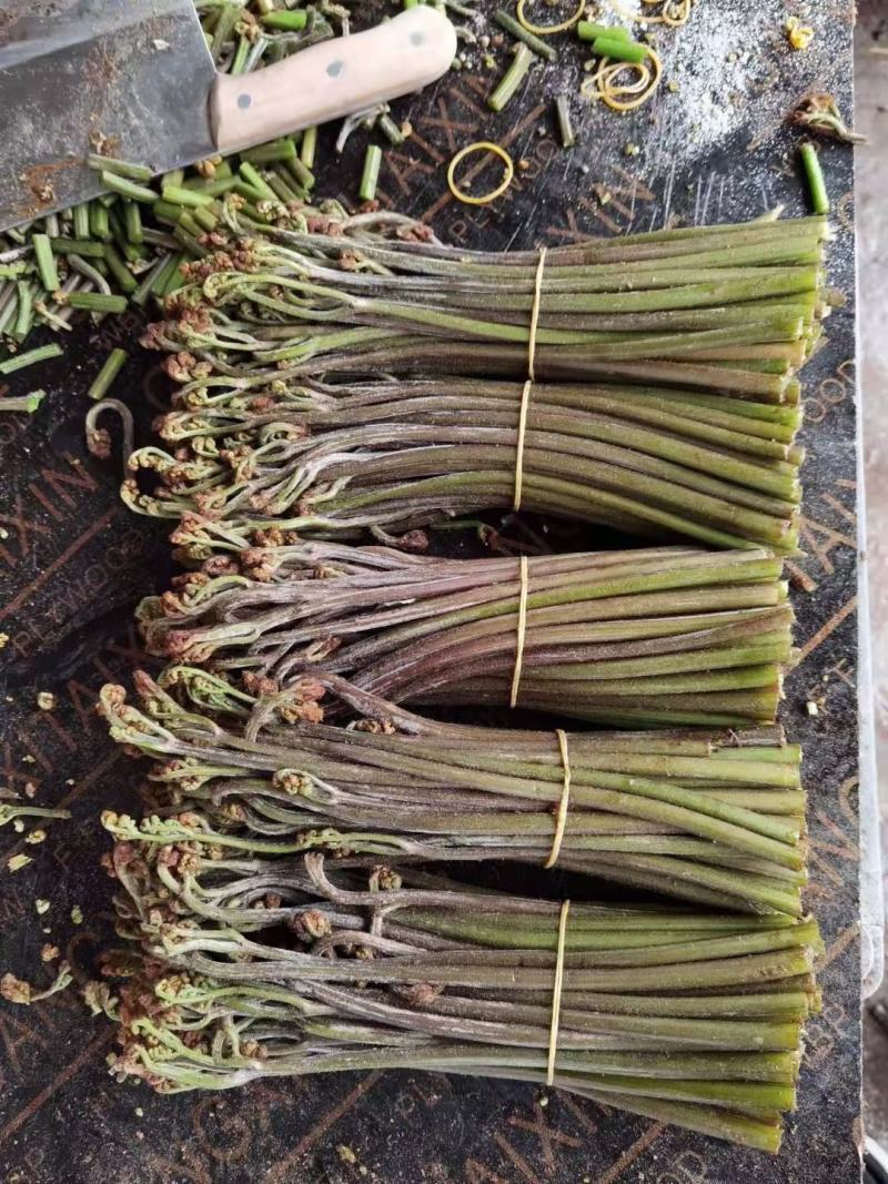 蕨菜干大量供应鲜货干货大量供应。