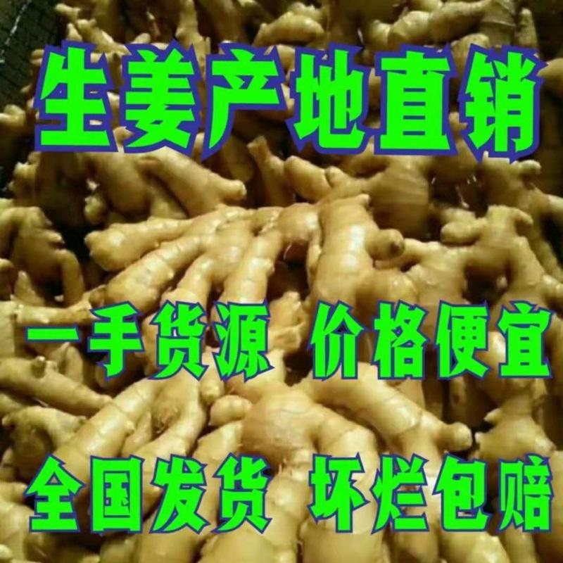 贵州特产大黄姜批发，一手货源，老辣品，欢迎选购