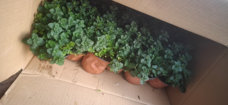 薄荷上市，需要老板联系，量大优惠，基地直发