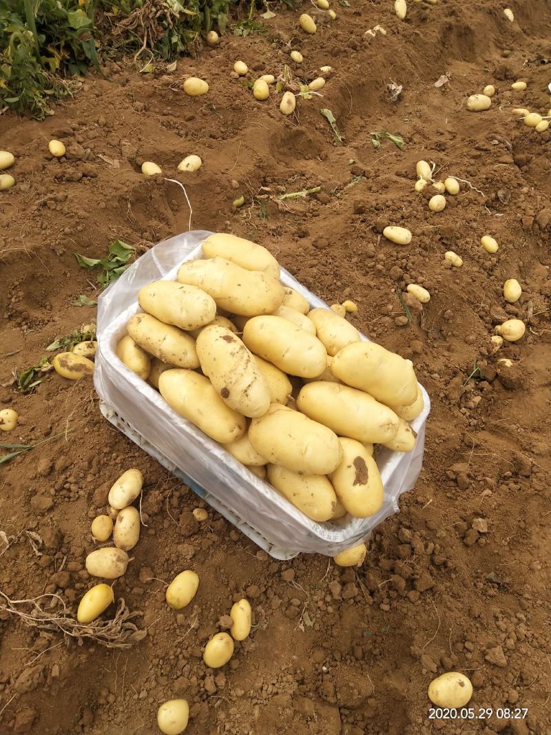 肥城大棚荷兰十五土豆大量上市，货源充足，品质保证，全国发