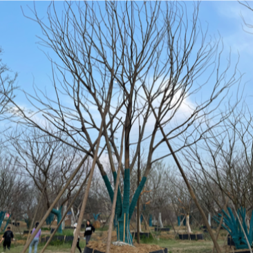原生丛生朴树，地产大区主景，存活率高，体量够，精品型