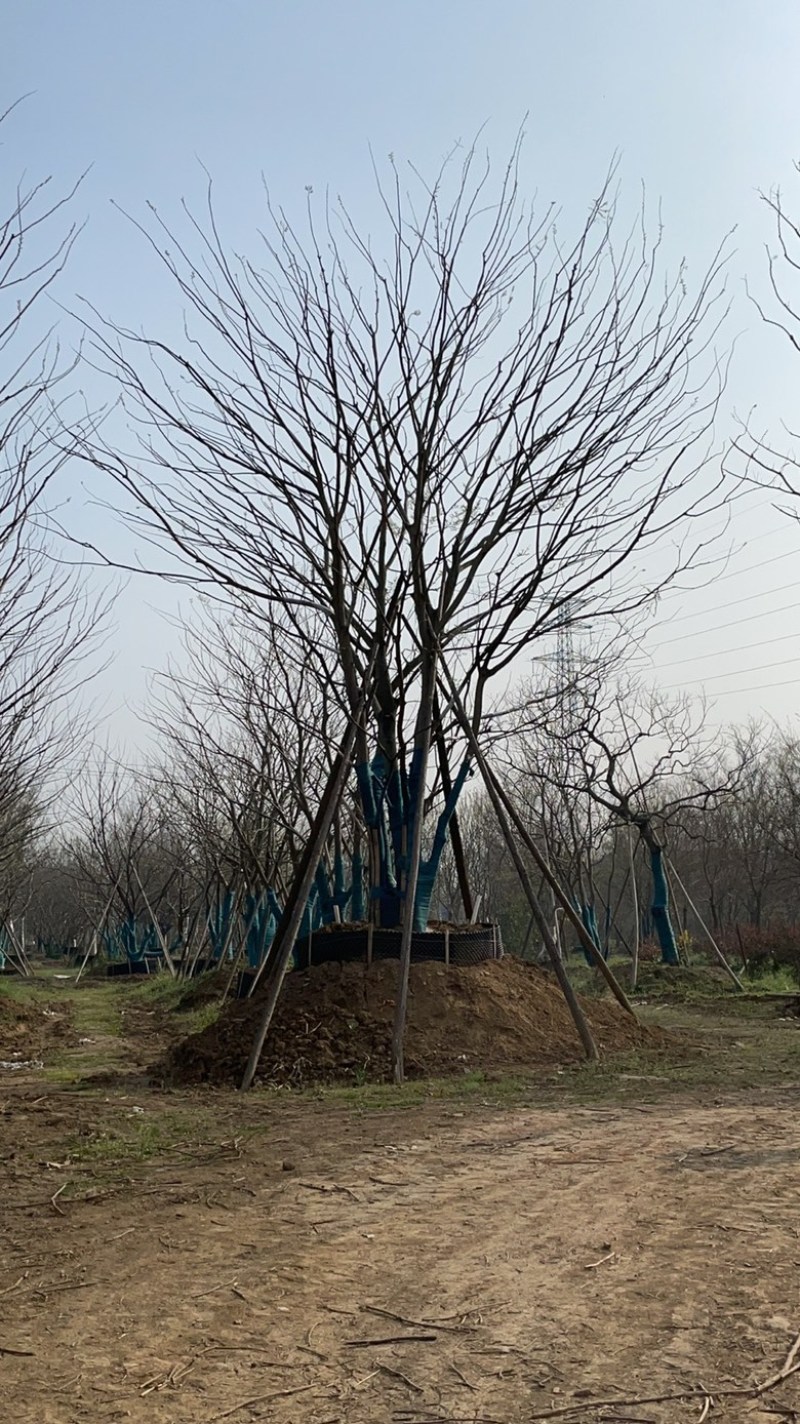 原生丛生朴树，地产大区主景，存活率高，体量够，精品型