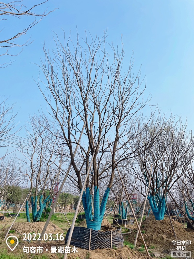 原生丛生朴树，地产大区主景，存活率高，体量够，精品型