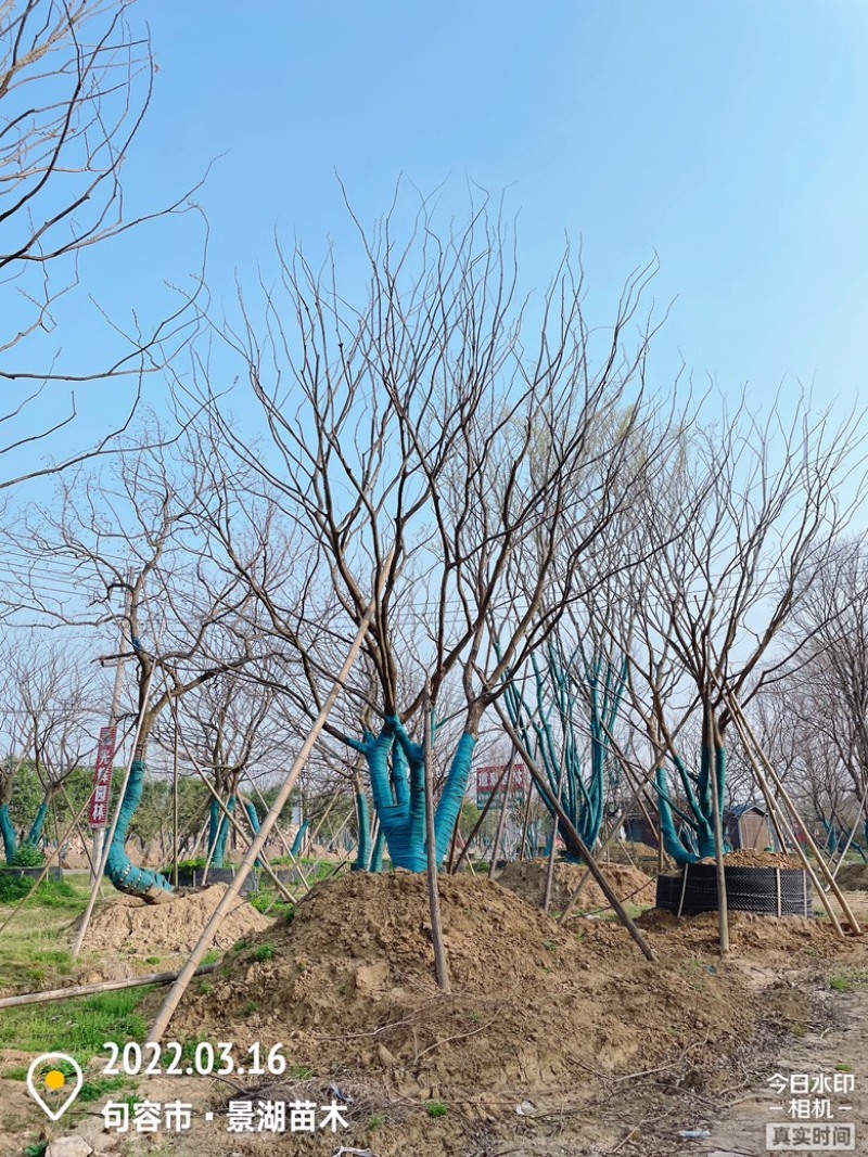 原生丛生朴树，地产大区主景，存活率高，体量够，精品型