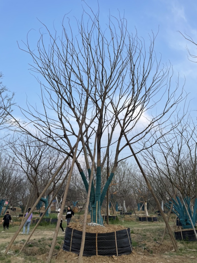 原生丛生朴树，地产大区主景，存活率高，体量够，精品型