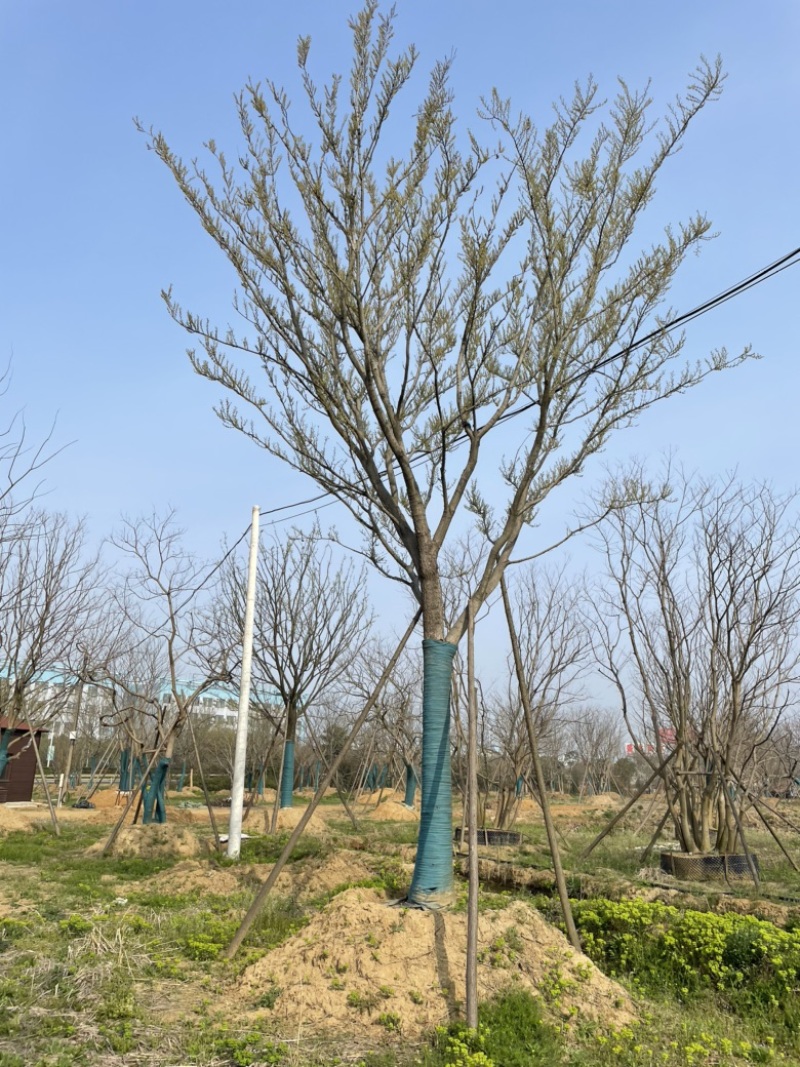 原生丛生朴树，地产大区主景，存活率高，体量够，精品型