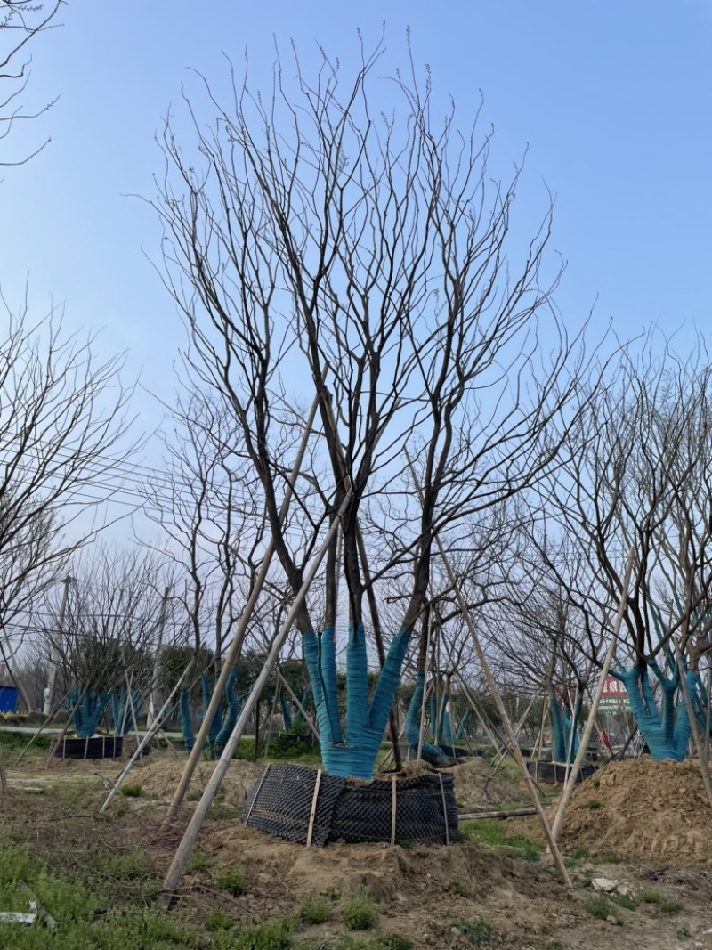 原生丛生朴树，地产大区主景，存活率高，体量够，精品型