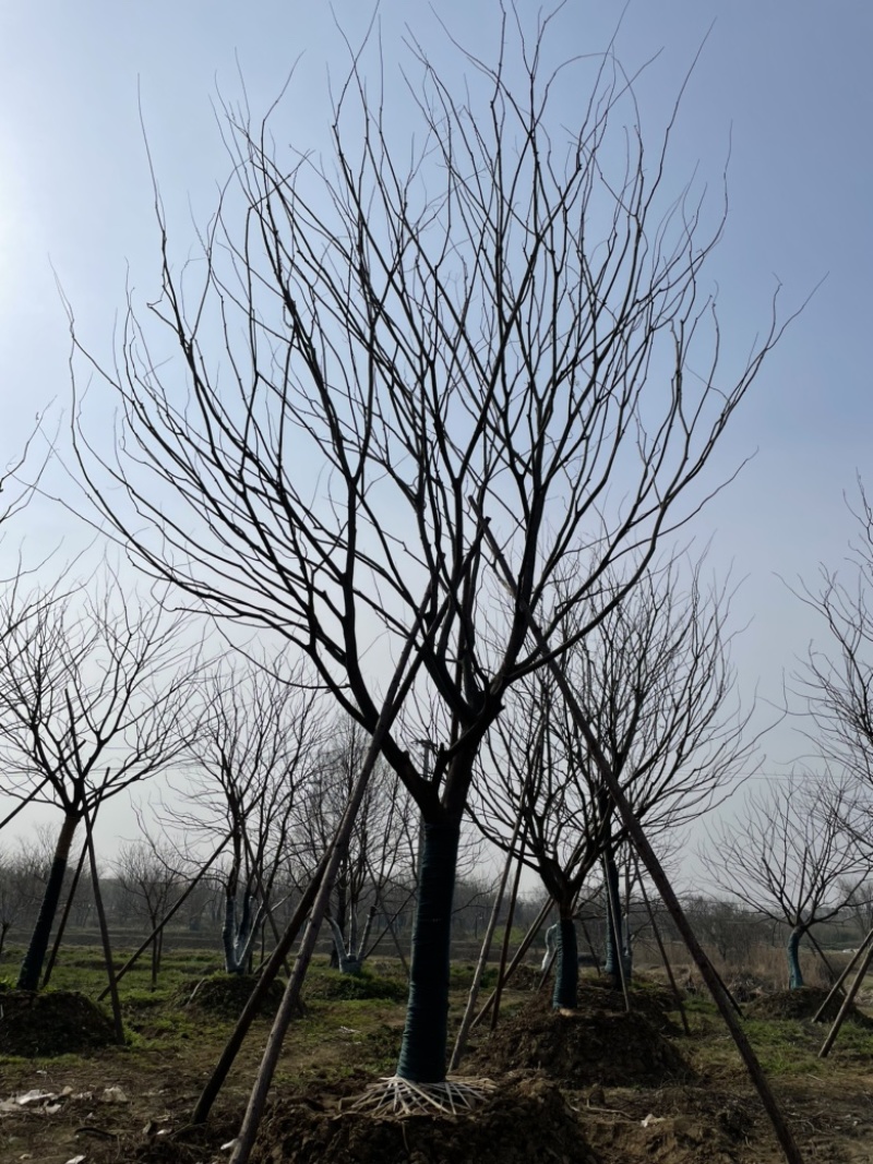 原生丛生朴树，地产大区主景，存活率高，体量够，精品型