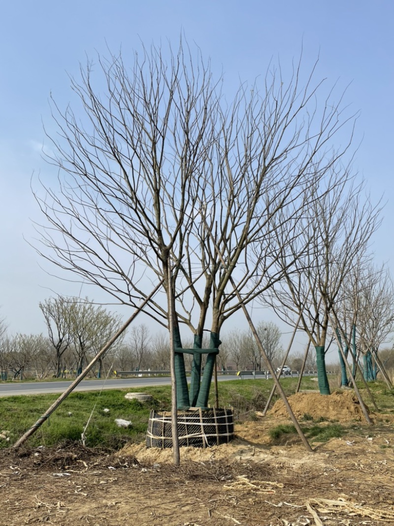 原生丛生朴树，地产大区主景，存活率高，体量够，精品型