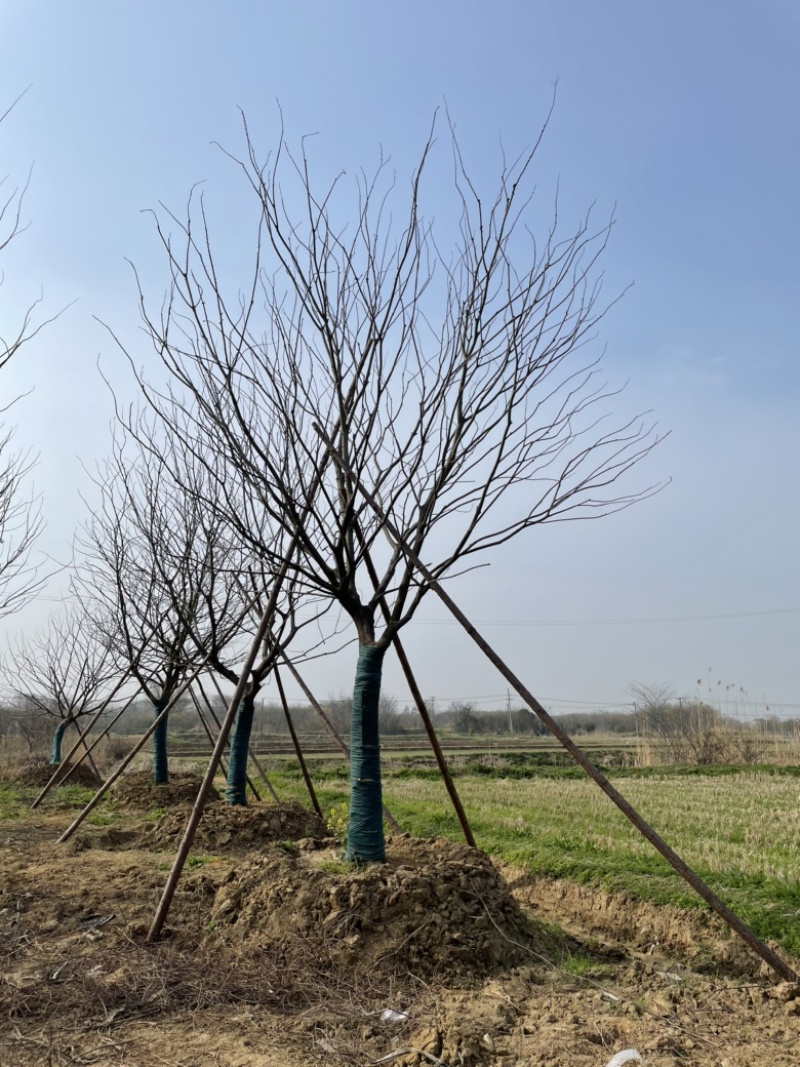原生丛生朴树，地产大区主景，存活率高，体量够，精品型