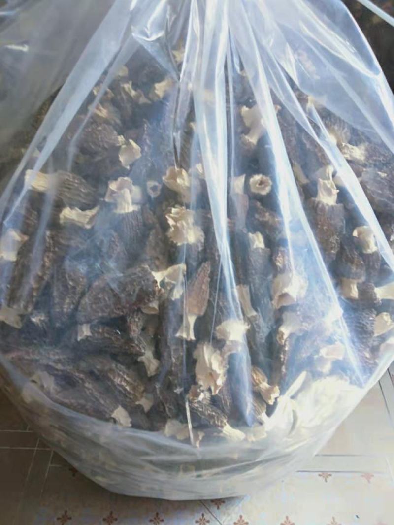 羊肚菌鲜美味美肉厚菌中之首看上的联系哦！