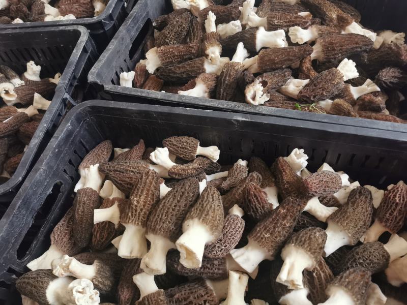 羊肚菌鲜美味美肉厚菌中之首看上的联系哦！