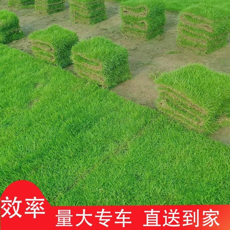 【牛商优选】精品草坪草产地批发大量供应货源充足