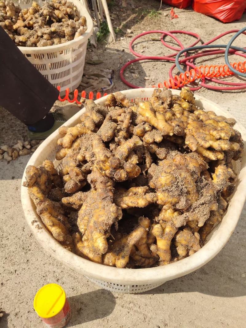 安庆市岳西县窖藏小黄姜大量上市。个头大。辛辣味重。