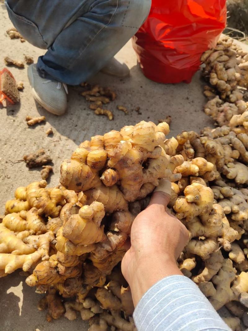安庆市岳西县窖藏小黄姜大量上市。个头大。辛辣味重。