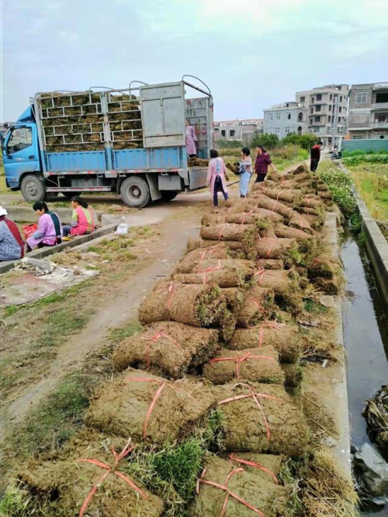 草坪，精品马尼拉草坪，带泥厚成活率高基地直销承接绿化