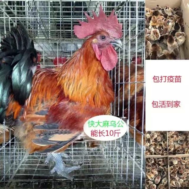 鸡苗快大麻乌鸡苗成年10斤左右孵化厂家直发
