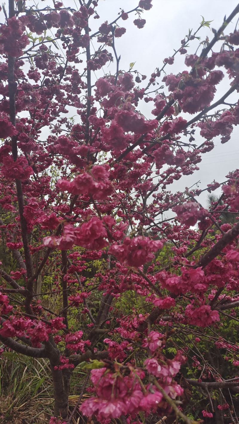 开重瓣花八重樱牡丹樱花樱花树