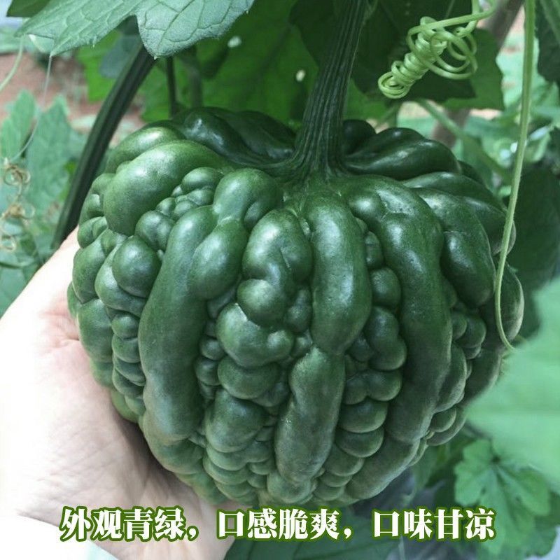 盛欣水果苦瓜种子早熟苹果型苦瓜甜脆多汁水果青苦瓜种籽