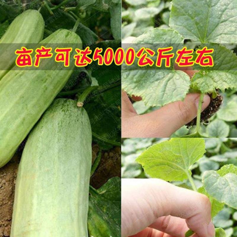 红瓤酥薄皮甜瓜种子香瓜种籽四季高产牛角青皮红壤酥瓜水果蔬