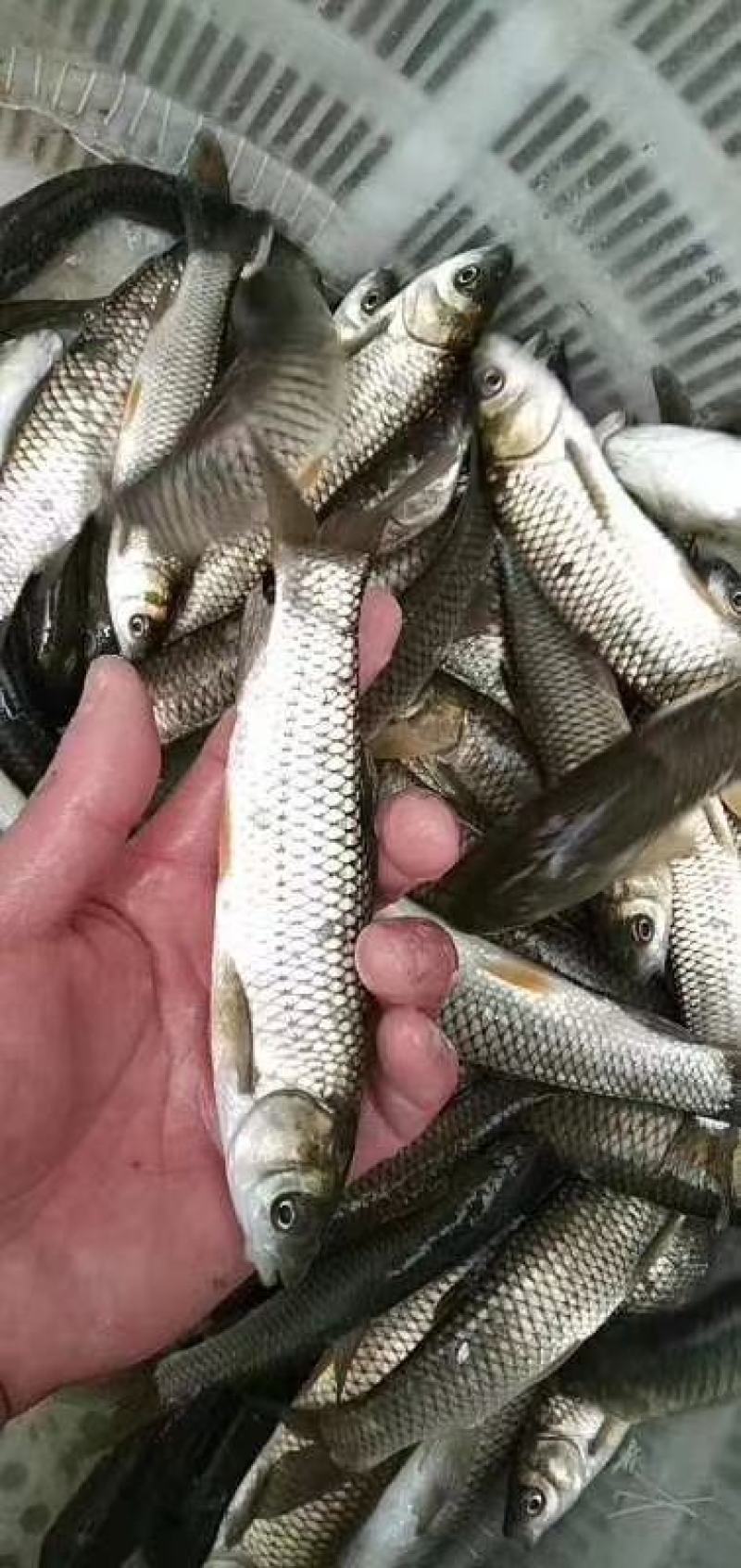 青鱼苗螺丝青苗淡水鱼苗四大家鱼