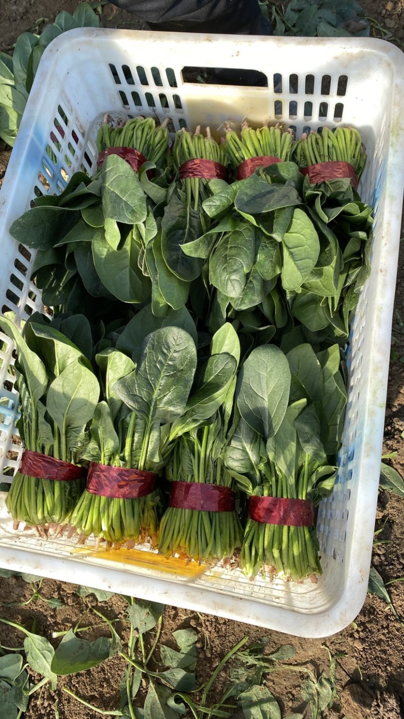 菠菜，精品小菠菜，山东潍坊菠菜，大叶菠菜，火锅小菠菜