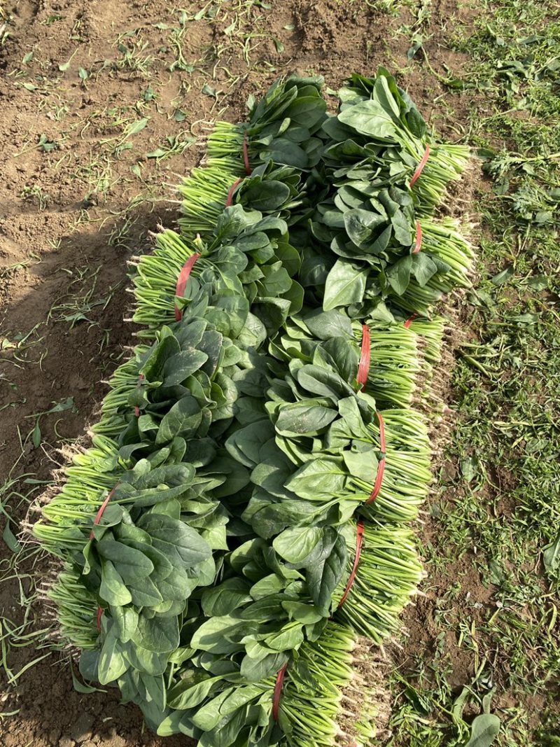 菠菜，精品小菠菜，山东潍坊菠菜，大叶菠菜，火锅小菠菜