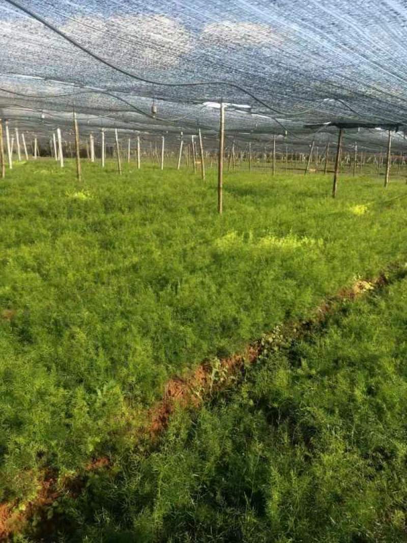 云南天冬苗贡献维护者朋双喆天冬是百合科植物天门冬