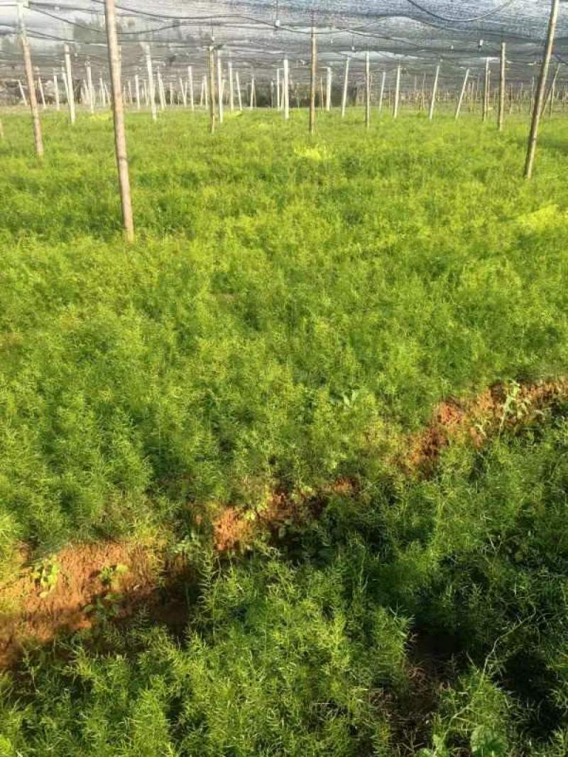 云南天冬苗贡献维护者朋双喆天冬是百合科植物天门冬