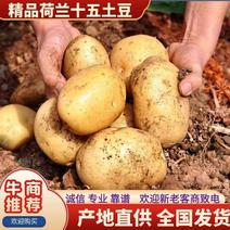 土豆内蒙古荷兰十五土豆基地直供大量上市对接全国
