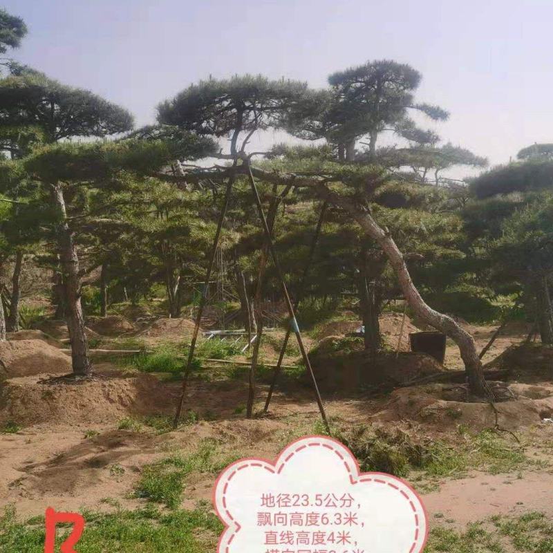 造型油松