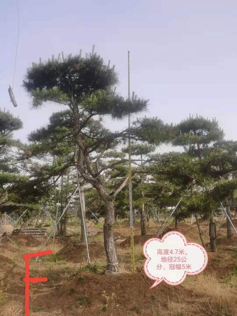 造型油松