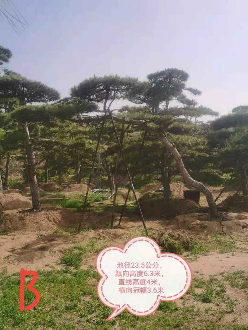 造型油松